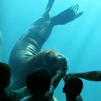 Des enfants montrent du doigt un lion de mer qui nage sous l'eau dans un aquarium. DR