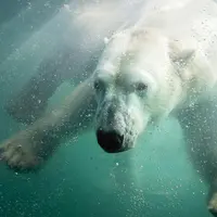 Ours Polaire du Zoo d'Amnéville &copy; Zoo Amnéville