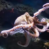 Aquarium ONIRIA &copy; Aquarium ONIRIA