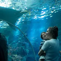 Aquarium Nausicaá: Billet coupe-file DR