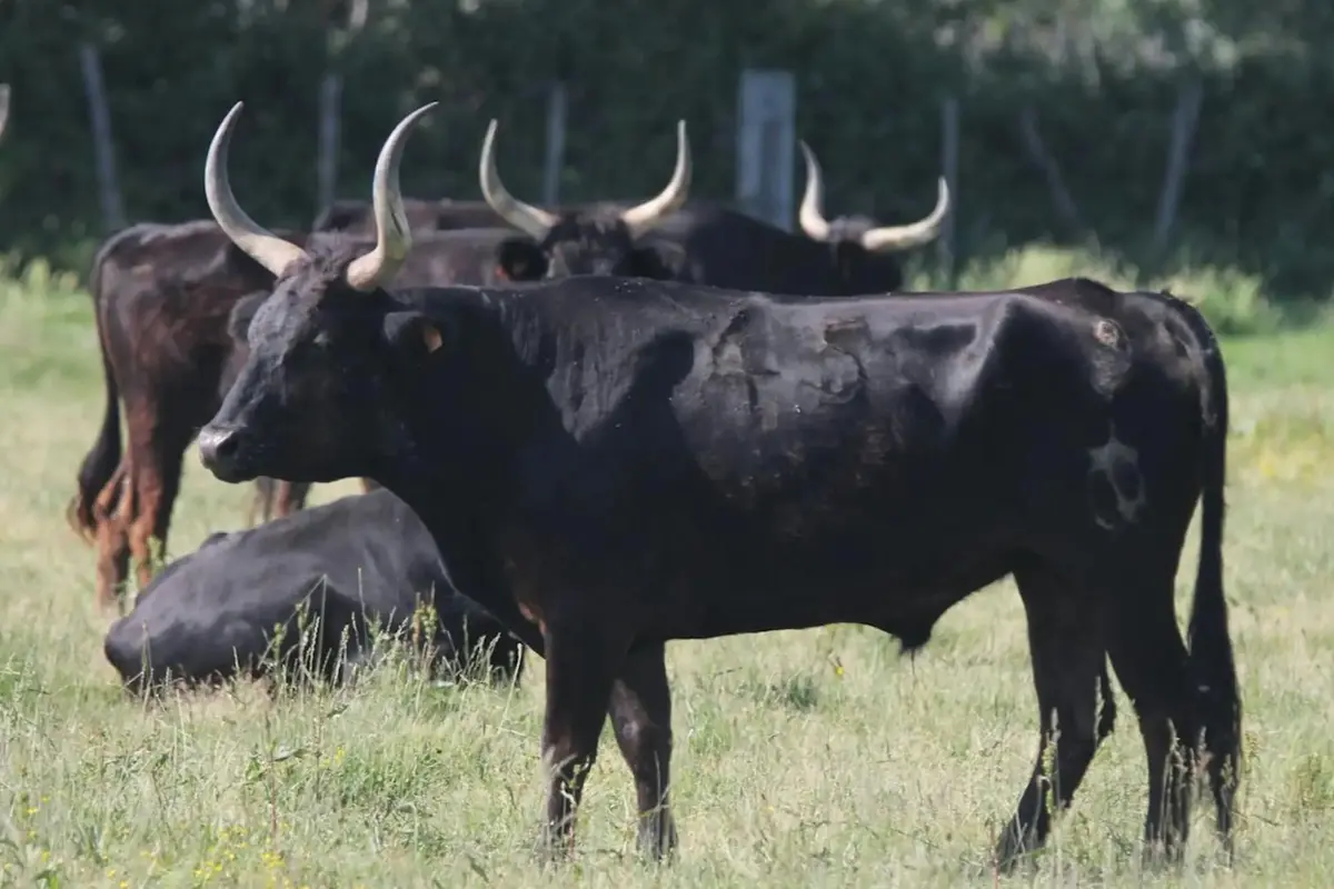 Plusieurs taureaux noirs à grandes cornes, debout et couchés dans un champ herbeux par une journée ensoleillée.