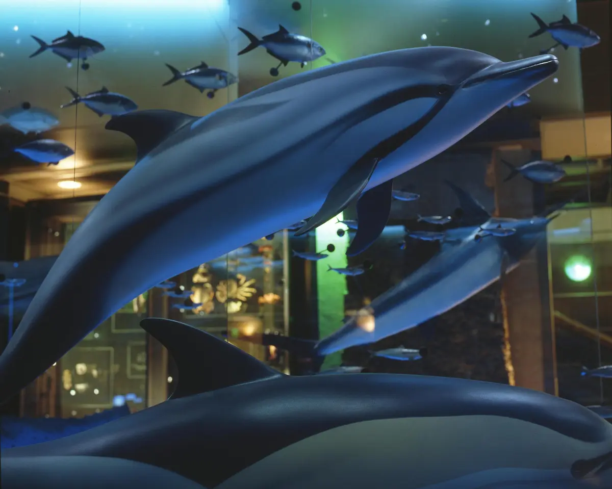 Plusieurs modèles de dauphins et de poissons sont suspendus dans le cadre d'une exposition intérieure à thème aquatique avec éclairage d'ambiance.