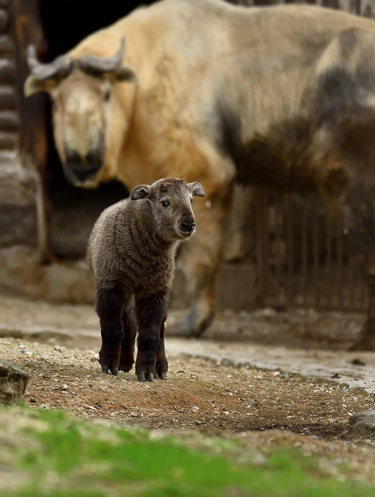Un jeune Takin brun se tenant sur la terre avec un Takin adulte flou à l'arrière-plan.