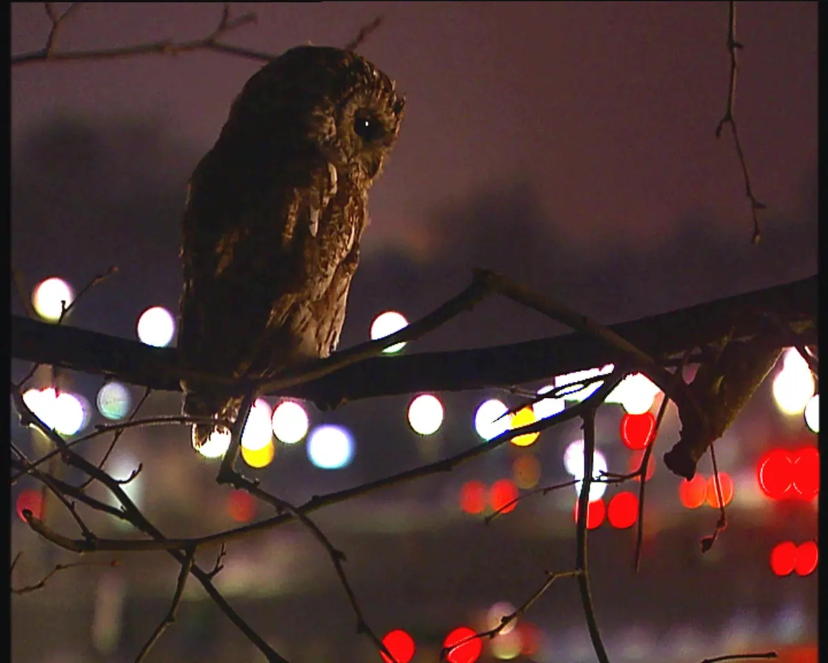 Un hibou perché sur une branche d'arbre la nuit, avec des lumières urbaines floues en arrière-plan.