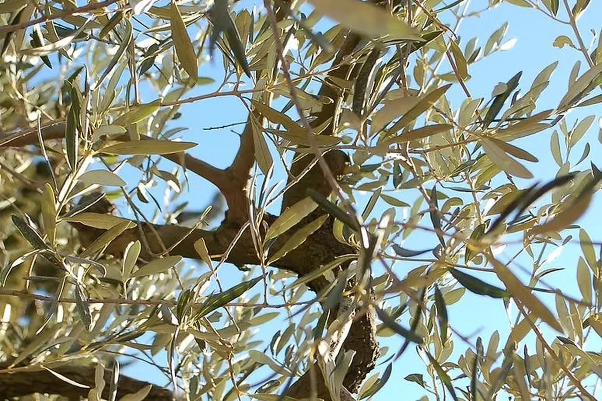 Lumière du soleil filtrant à travers les branches et les feuilles vertes d'un olivier sur fond de ciel bleu clair.