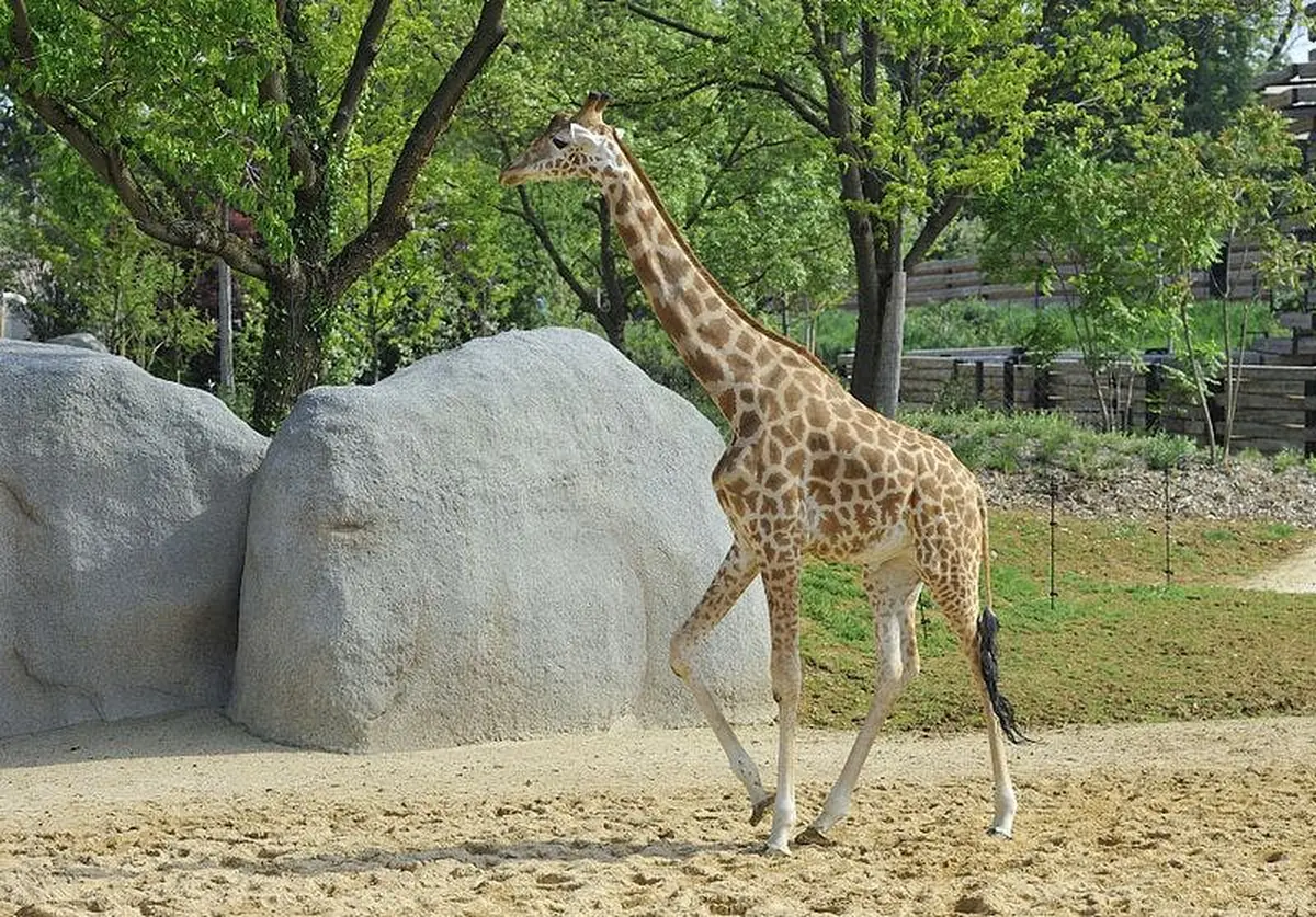 Une girafe marchant sur un sol sablonneux à côté de gros rochers et d'arbres au feuillage vert en arrière-plan.