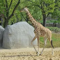 Une girafe marchant sur un sol sablonneux à côté de gros rochers et d'arbres au feuillage vert en arrière-plan. &copy; Rog01