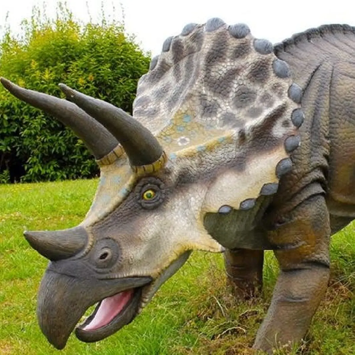 Modèle de tricératops avec texture détaillée, montrant ses trois cornes et sa collerette, positionné sur de l'herbe avec des arbustes en arrière-plan.