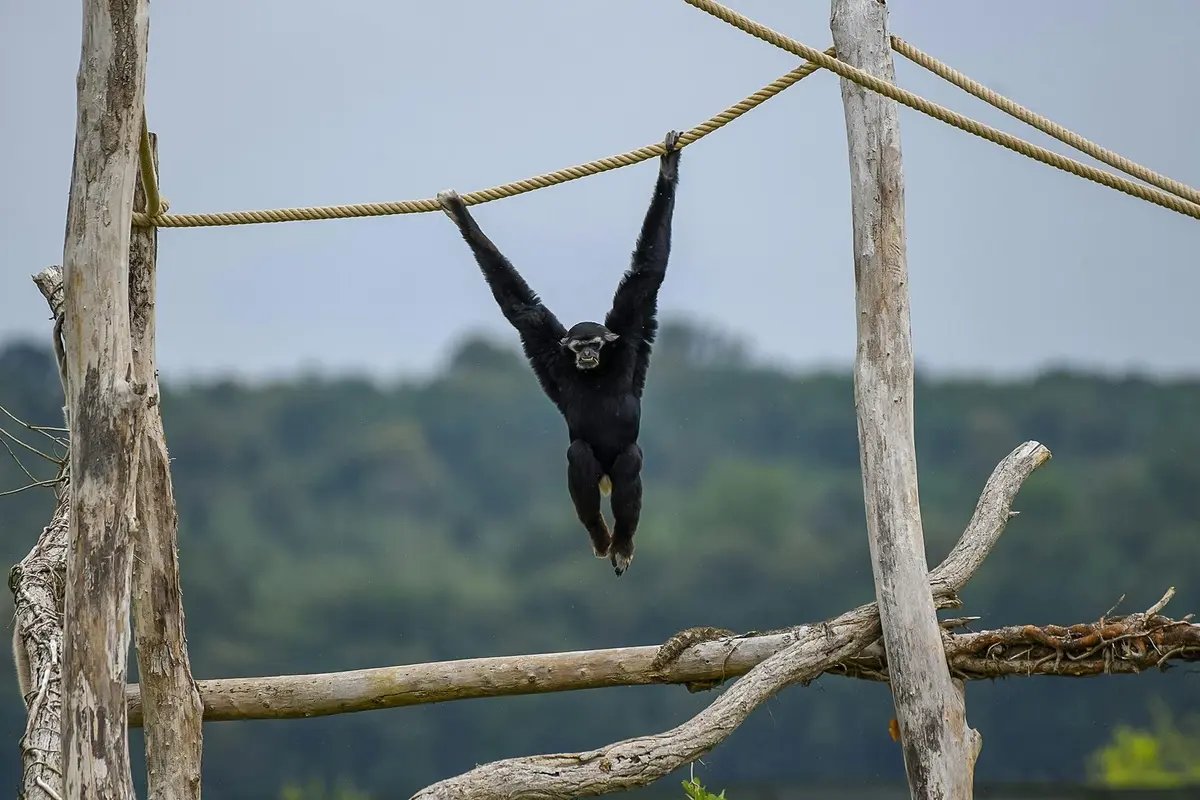 Gibbon