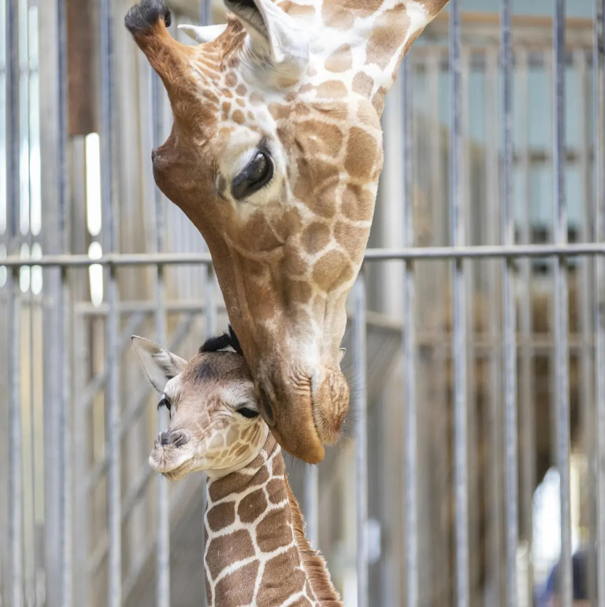 Une girafe adulte se blottit contre un bébé girafe à l'intérieur d'un enclos.