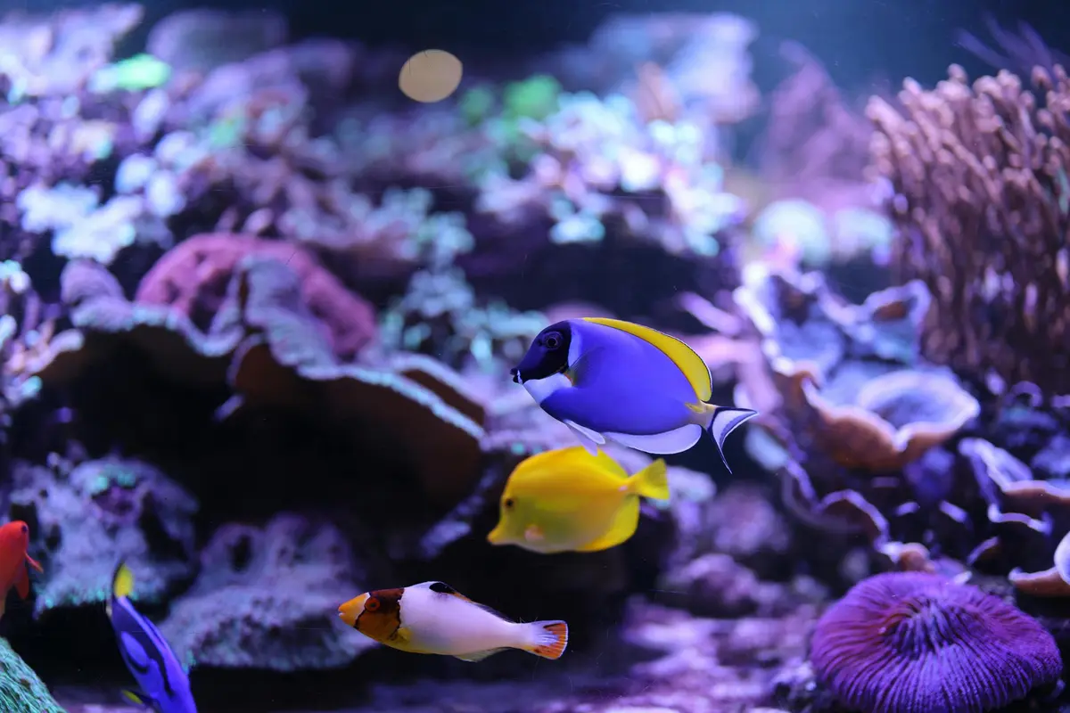 Des poissons colorés nagent parmi les coraux dans un aquarium, dont un tang bleu et jaune, un tang jaune et un baliste clown.