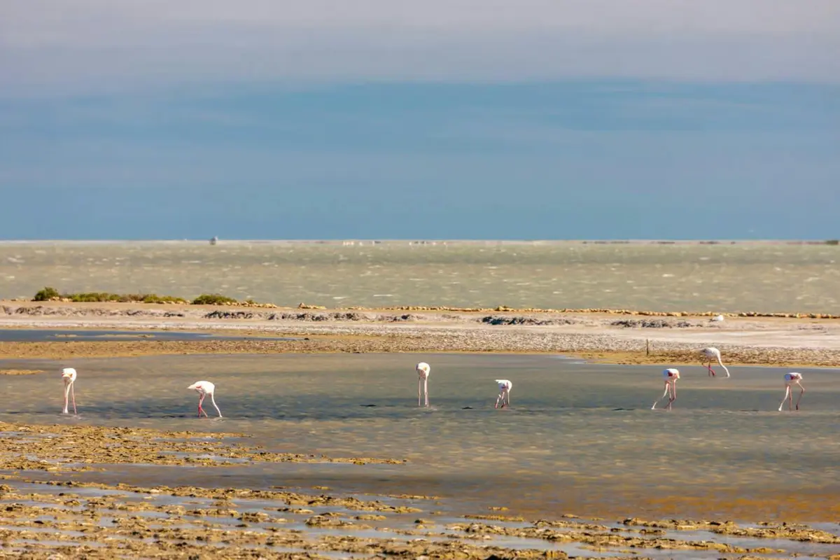 Quatre flamants roses pataugent et cherchent de la nourriture dans un plan d'eau côtier peu profond, avec des bancs de sable éloignés et un ciel nuageux en arrière-plan.