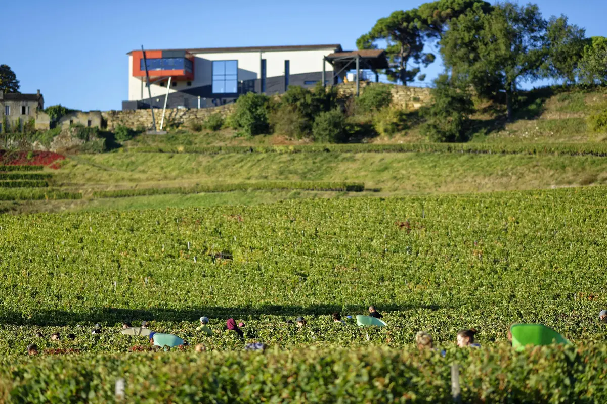Des personnes récoltent des produits dans un grand vignoble avec, en arrière-plan, une maison moderne et des arbres sur une colline.