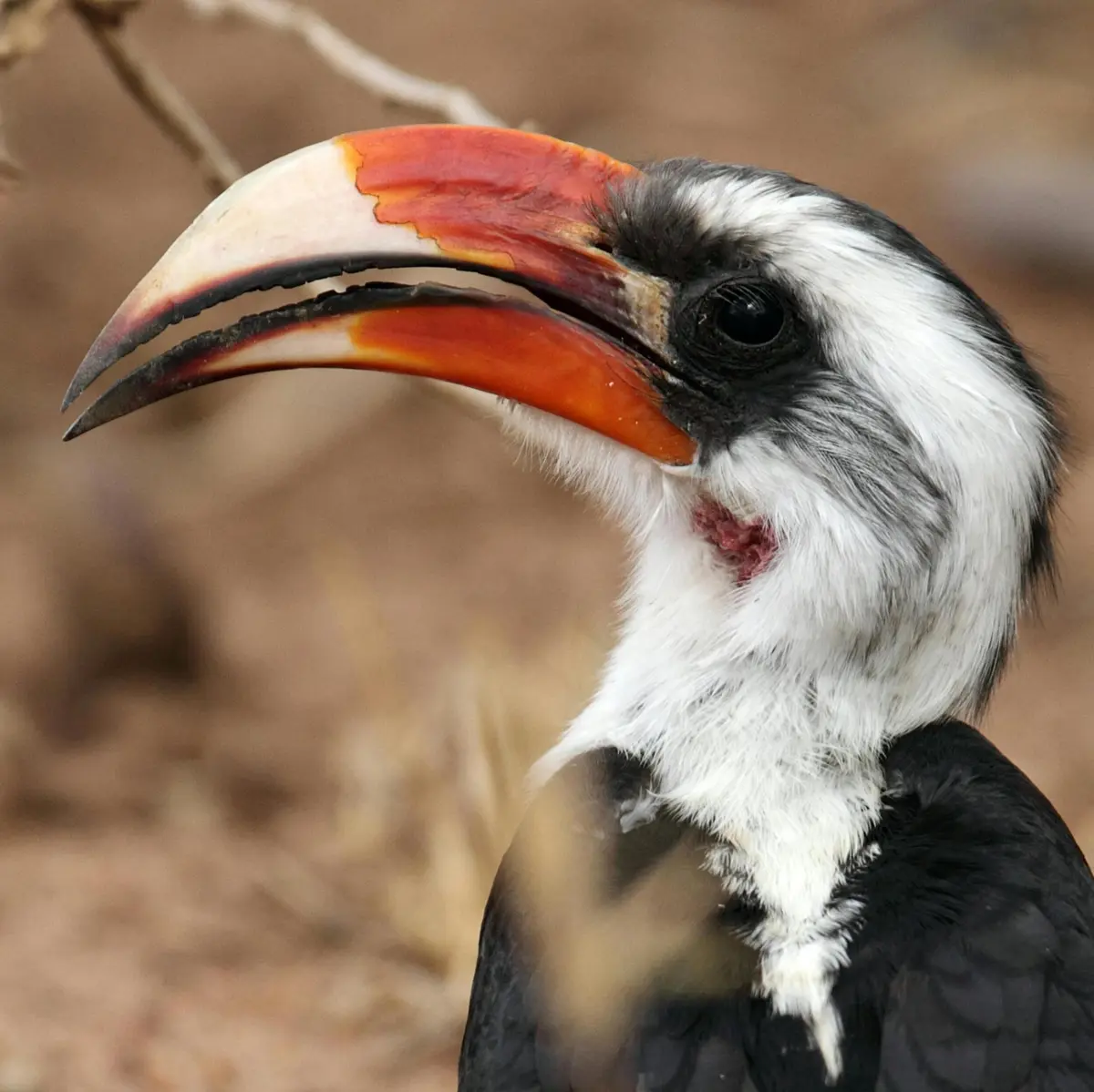 Gros plan d'un calao avec un grand bec rouge et jaune, des plumes noires et blanches et un arrière-plan sec et flou.