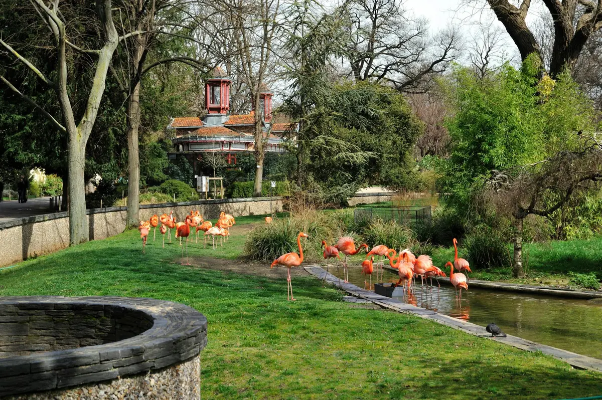 Une volée de flamants roses se tient debout et patauge dans un parc herbeux rempli d'étangs, avec des arbres et un bâtiment en arrière-plan.