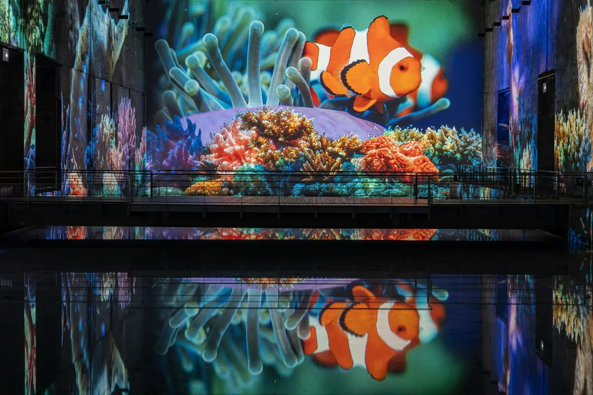 Image projetée d'un poisson-clown nageant parmi des coraux et des anémones de mer colorés, se reflétant sur une surface brillante.