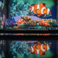 Image projetée d'un poisson-clown nageant parmi des coraux et des anémones de mer colorés, se reflétant sur une surface brillante. &copy; © Cultuirespaces