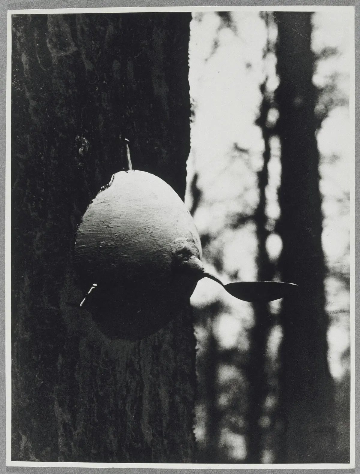 Image en noir et blanc d'une théière fissurée encastrée dans un tronc d'arbre dans une forêt. Des arbres flous sont visibles à l'arrière-plan.