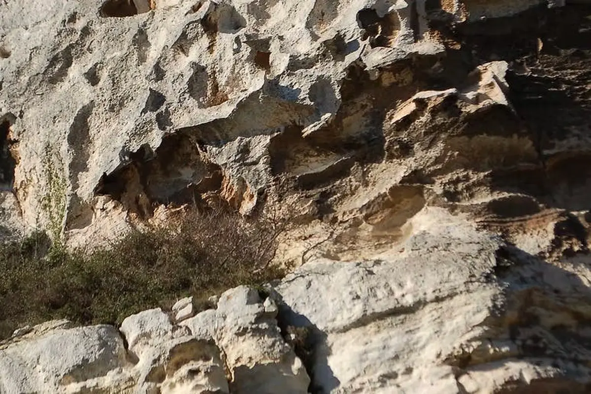 Falaise rocheuse avec un buisson poussant dans une crevasse. La lumière du soleil met en valeur la surface rugueuse et texturée.