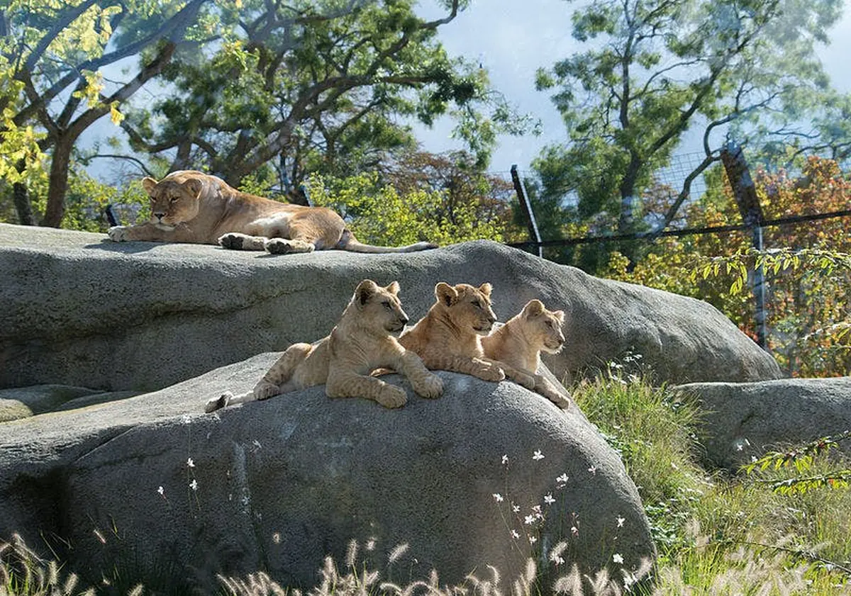 Quatre lions se prélassent sur de gros rochers, entourés d'arbres verts et d'herbe sous un ciel dégagé.