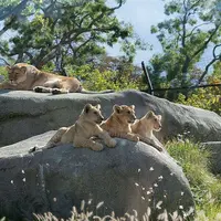 Quatre lions se prélassent sur de gros rochers, entourés d'arbres verts et d'herbe sous un ciel dégagé. &copy; Dinkum
