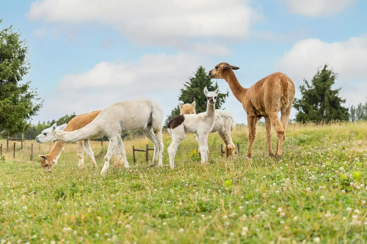 Alpagas