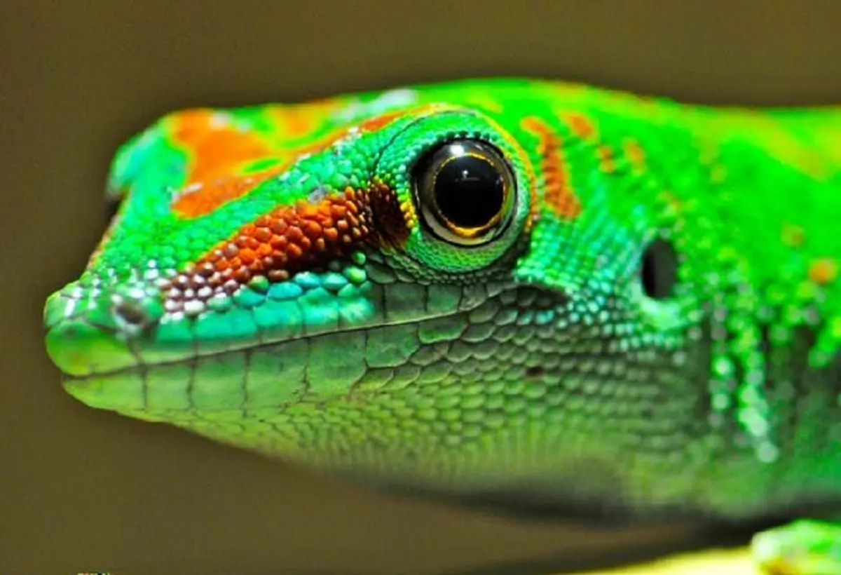 Gros plan de la tête d'un lézard vert et rouge, avec des écailles détaillées et un gros œil noir.