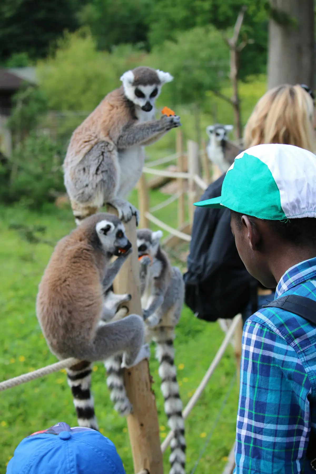 Safari Thoiry : Billet d'entrée