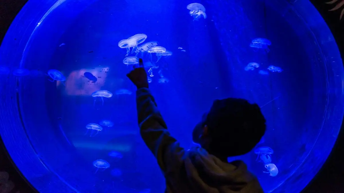 Un enfant montre des méduses nageant dans un aquarium d'un bleu profond.
