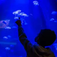 Un enfant montre des méduses nageant dans un aquarium d'un bleu profond. DR
