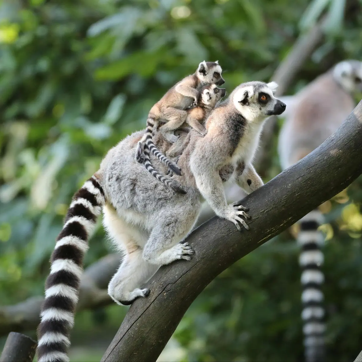 Un lémurien, avec deux bébés lémuriens accrochés à son dos, est perché sur une branche d'arbre dans une forêt verdoyante.