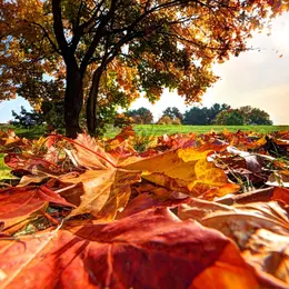 Atelier d'écriture : Parfums d'automne
