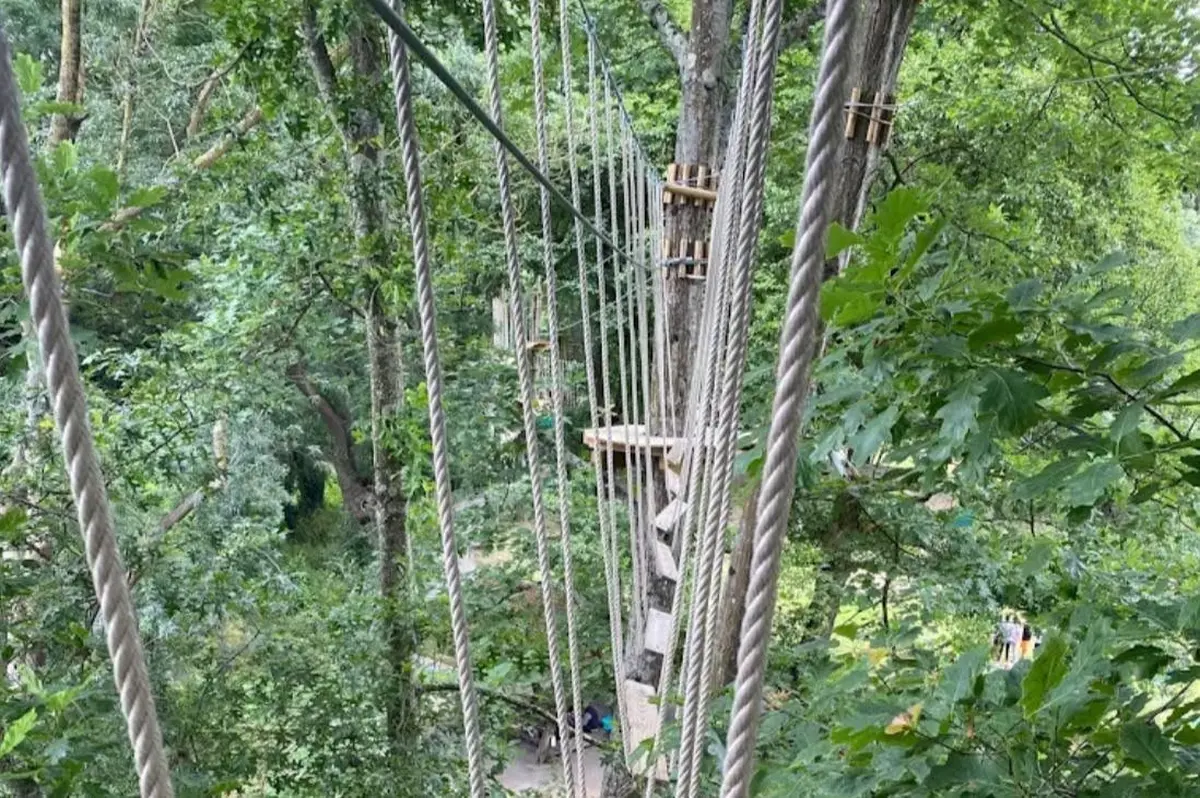 Forêt dense avec des ponts de corde et des plates-formes attachées aux arbres pour une aventure aérienne ou une course d'obstacles.