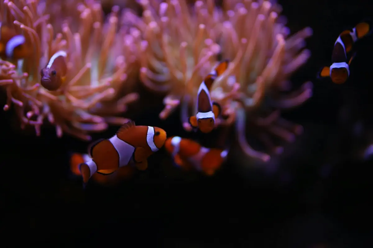 Plusieurs poissons-clowns nagent près d'une anémone de mer colorée. Un éclairage violet illumine la scène.