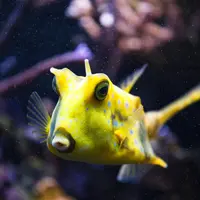 Aquarium ONIRIA &copy; Aquarium ONIRIA