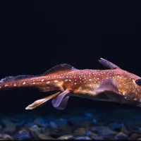 Aquarium Nausicaá: Billet coupe-file DR