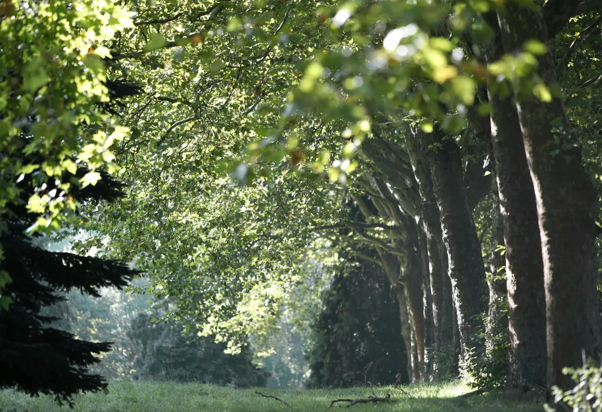 La lumière du soleil filtre à travers des arbres denses aux feuilles vertes, créant un sentier tranquille et ombragé avec un sol en herbe.