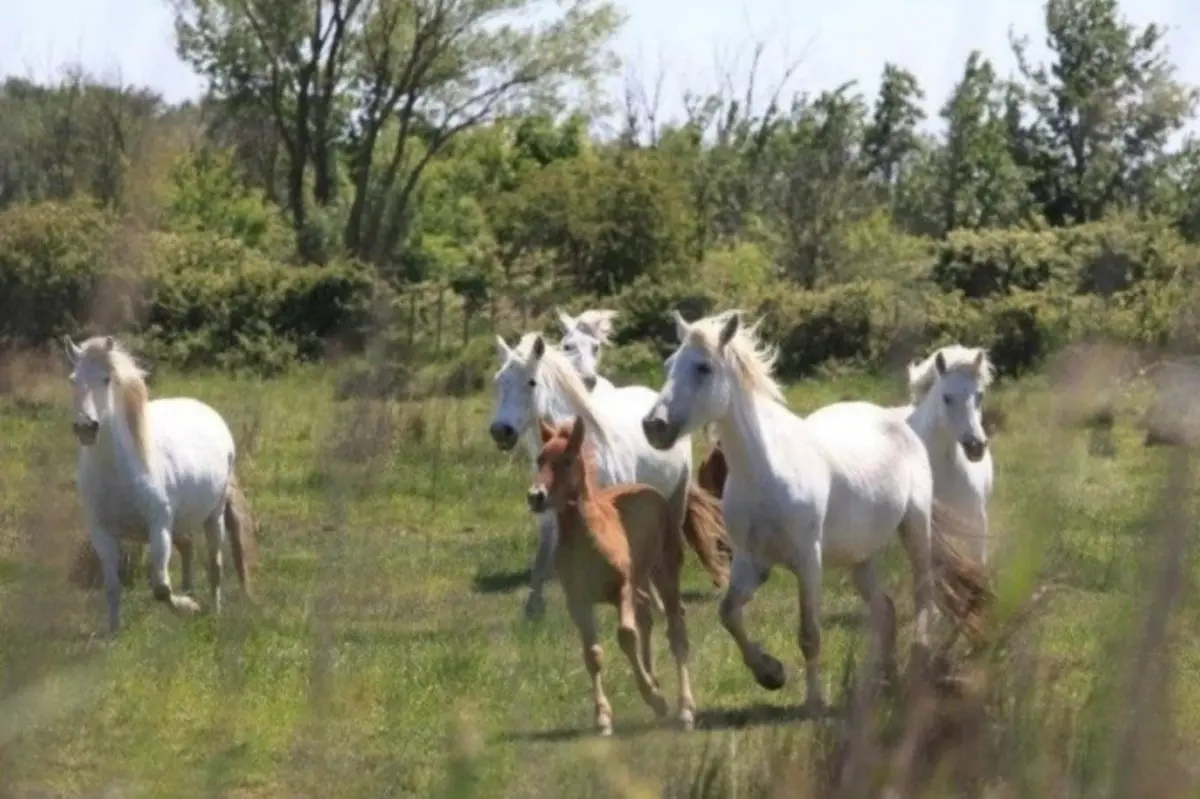 Un groupe de chevaux blancs et un poulain marron courent dans un champ herbeux avec des arbres en arrière-plan.