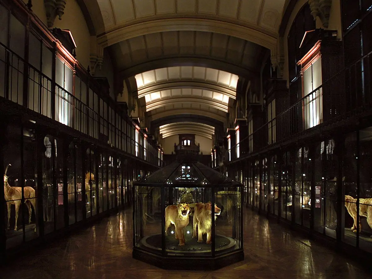 Salle de musée faiblement éclairée avec une exposition centrale de deux lions taxidermisés dans une vitrine, bordée de vitrines d'exposition sous un plafond voûté.