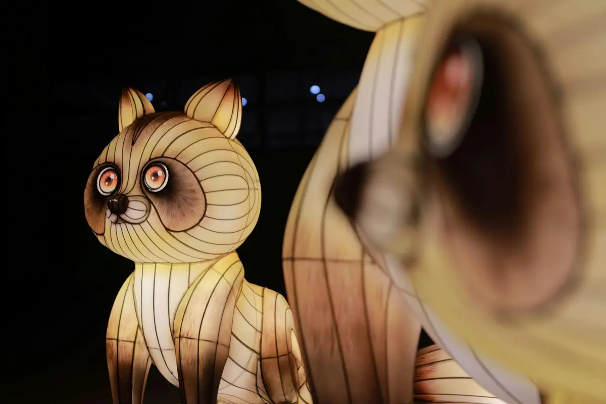 Glowing lantern sculptures of raccoons with large eyes, illuminated at night.