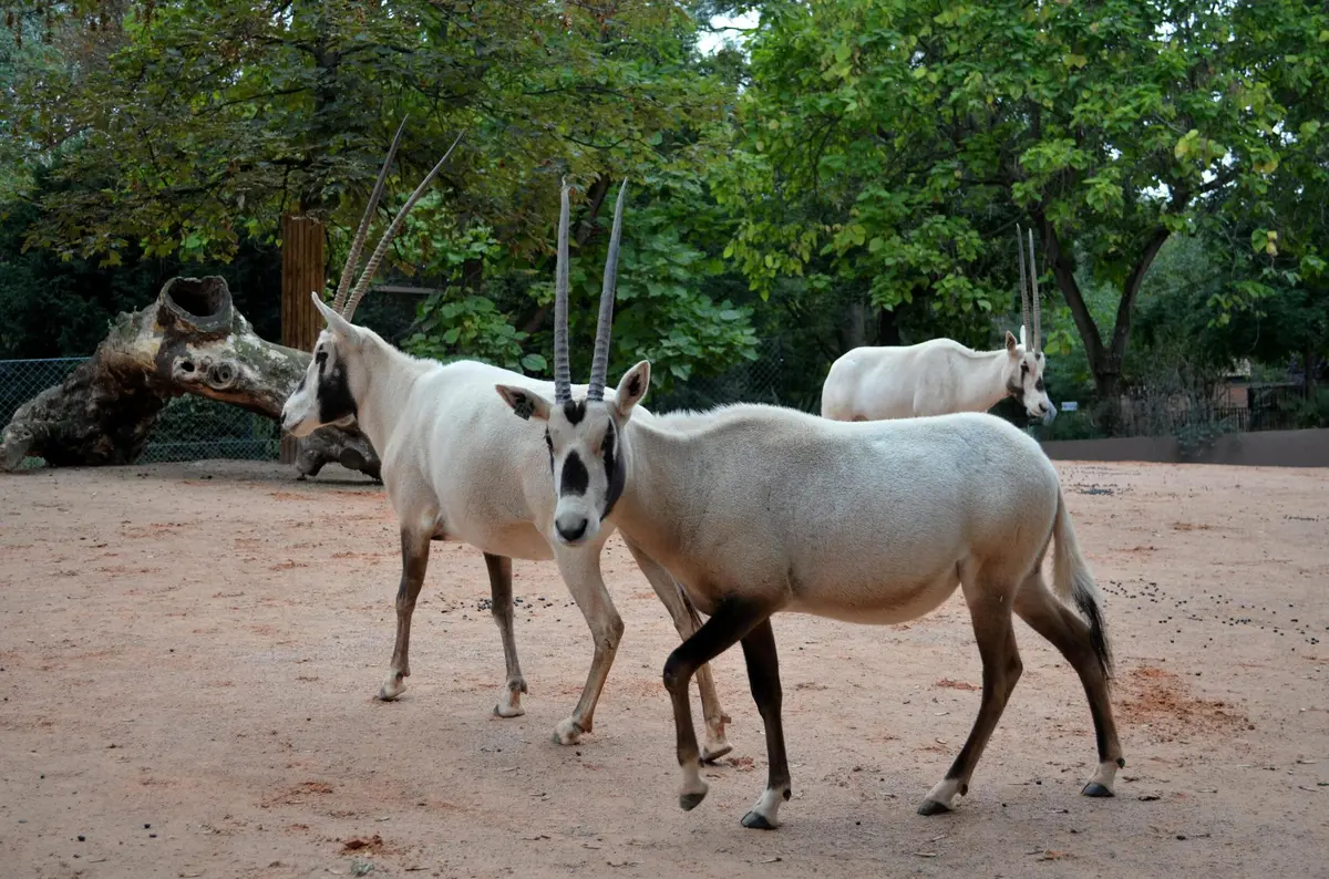Trois antilopes aux longues cornes droites se tiennent sur un sol sablonneux avec des arbres et de la verdure en arrière-plan.