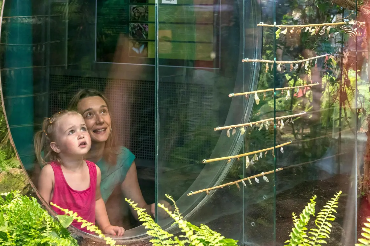 Serre pour papillons