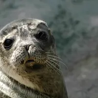 Gros plan sur le visage d'un phoque affichant une expression curieuse. Fond flou d'eau et de rochers. DR