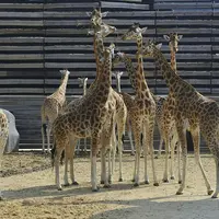 Un groupe de girafes se tient près les unes des autres dans un enclos avec une clôture en bois à l'arrière-plan. &copy; Rog01