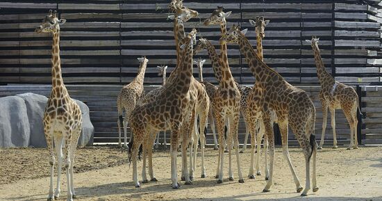Parc Zoologique de Paris : Billet d'entr&eacute;e