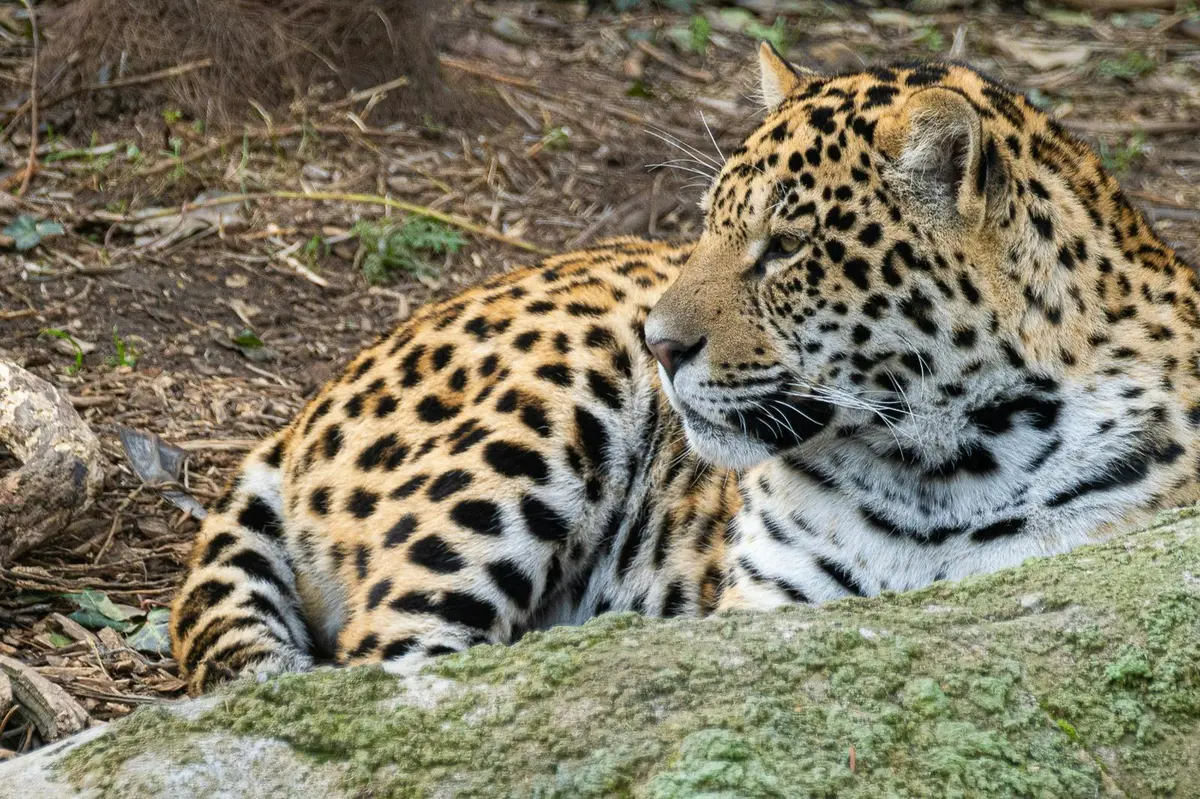 Jaguar
