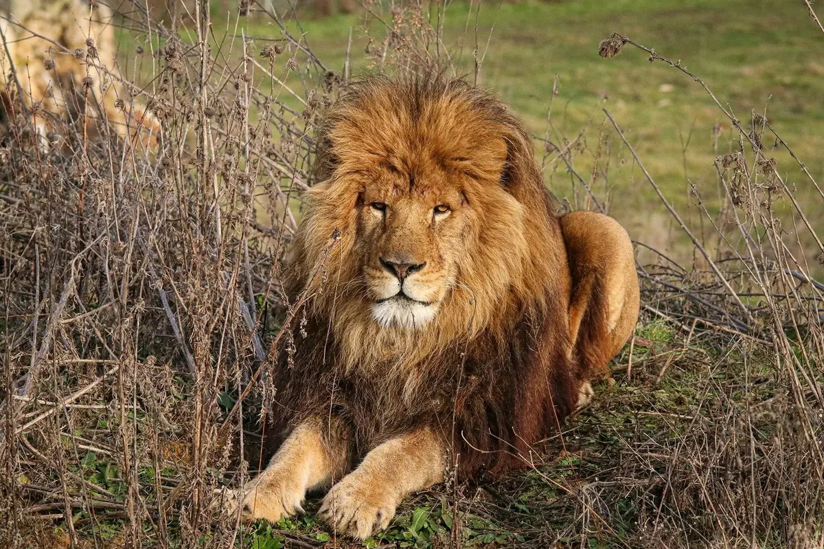 Réserve Safari de Lumigny