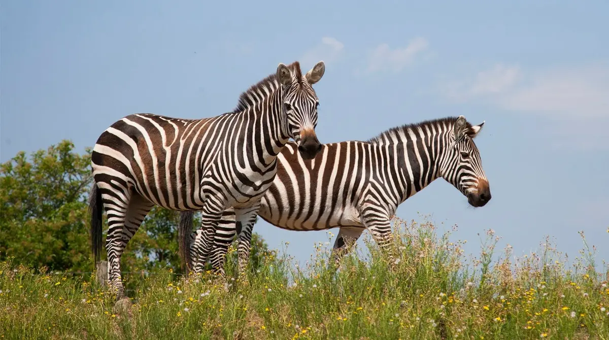 Deux zèbres se tenant dans un champ d'herbe sous un ciel bleu clair.