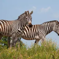 Deux zèbres se tenant dans un champ d'herbe sous un ciel bleu clair. DR