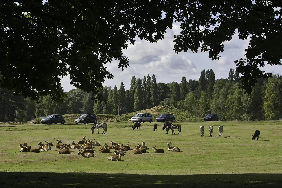 Safari Thoiry : Billet d'entrée